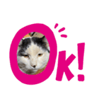 我が家の猫達3（個別スタンプ：21）