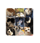 我が家の猫達3（個別スタンプ：24）