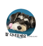 シュナウォルの日常韓国語（個別スタンプ：12）