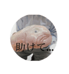 「じゃあカードで」（個別スタンプ：4）