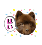 KumaKikiDâ20200714（個別スタンプ：1）