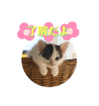 KumaKikiDâ20200714（個別スタンプ：2）