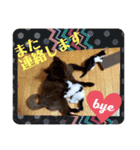 KumaKikiDâ20200714（個別スタンプ：4）