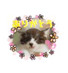 KumaKikiDâ20200714（個別スタンプ：7）