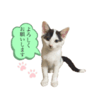 KumaKikiDâ20200714（個別スタンプ：8）