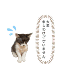 KumaKikiDâ20200714（個別スタンプ：9）