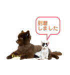 KumaKikiDâ20200714（個別スタンプ：11）