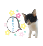 KumaKikiDâ20200714（個別スタンプ：13）