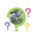 BéBé the Rabbit（個別スタンプ：1）
