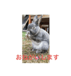 BéBé the Rabbit（個別スタンプ：3）
