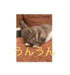 BéBé the Rabbit（個別スタンプ：4）