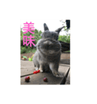 BéBé the Rabbit（個別スタンプ：7）