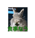 BéBé the Rabbit（個別スタンプ：12）