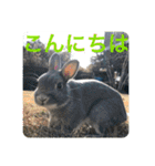 BéBé the Rabbit（個別スタンプ：13）