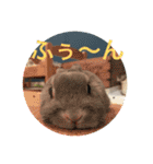 BéBé the Rabbit（個別スタンプ：14）