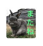 BéBé the Rabbit（個別スタンプ：15）