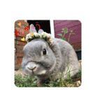 BéBé the Rabbit（個別スタンプ：16）