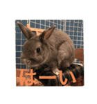 BéBé the Rabbit（個別スタンプ：18）