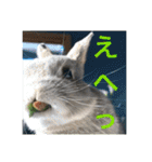 BéBé the Rabbit（個別スタンプ：19）