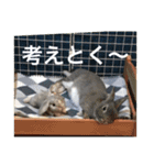BéBé the Rabbit（個別スタンプ：20）