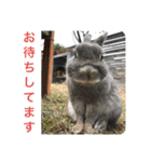 BéBé the Rabbit（個別スタンプ：21）