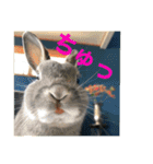 BéBé the Rabbit（個別スタンプ：23）