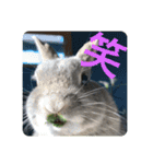 BéBé the Rabbit（個別スタンプ：24）