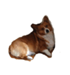 いなりずしみたいな犬のスタンプ（個別スタンプ：4）