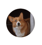いなりずしみたいな犬のスタンプ（個別スタンプ：11）