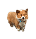 いなりずしみたいな犬のスタンプ（個別スタンプ：12）