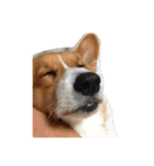 いなりずしみたいな犬のスタンプ（個別スタンプ：16）