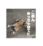 子犬に代わりに言ってもらうスタンプ〜日常（個別スタンプ：1）