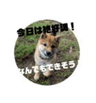 子犬に代わりに言ってもらうスタンプ〜日常（個別スタンプ：2）