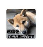 子犬に代わりに言ってもらうスタンプ〜日常（個別スタンプ：3）