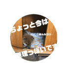 子犬に代わりに言ってもらうスタンプ〜日常（個別スタンプ：4）
