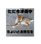 子犬に代わりに言ってもらうスタンプ〜日常（個別スタンプ：5）