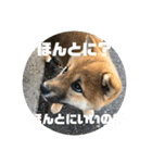 子犬に代わりに言ってもらうスタンプ〜日常（個別スタンプ：6）