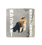 子犬に代わりに言ってもらうスタンプ〜日常（個別スタンプ：7）