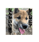 子犬に代わりに言ってもらうスタンプ〜日常（個別スタンプ：9）