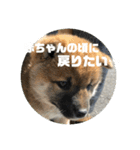 子犬に代わりに言ってもらうスタンプ〜日常（個別スタンプ：10）