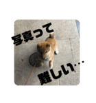 子犬に代わりに言ってもらうスタンプ〜日常（個別スタンプ：11）