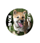 子犬に代わりに言ってもらうスタンプ〜日常（個別スタンプ：12）