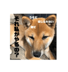 子犬に代わりに言ってもらうスタンプ〜日常（個別スタンプ：14）