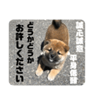 子犬に代わりに言ってもらうスタンプ〜日常（個別スタンプ：15）