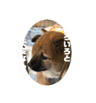 子犬に代わりに言ってもらうスタンプ〜日常（個別スタンプ：16）