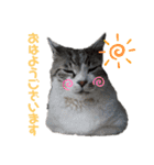 りぼんちゃん目つきわるいよ（個別スタンプ：1）
