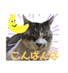 りぼんちゃん目つきわるいよ（個別スタンプ：2）