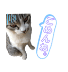 りぼんちゃん目つきわるいよ（個別スタンプ：8）