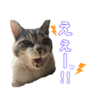 りぼんちゃん目つきわるいよ（個別スタンプ：9）