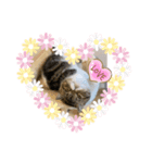 エキゾチックショートヘア くるみちゃん（個別スタンプ：6）